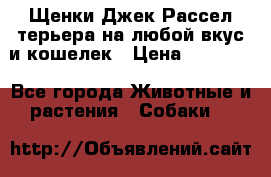 Щенки Джек Рассел терьера на любой вкус и кошелек › Цена ­ 13 000 - Все города Животные и растения » Собаки   